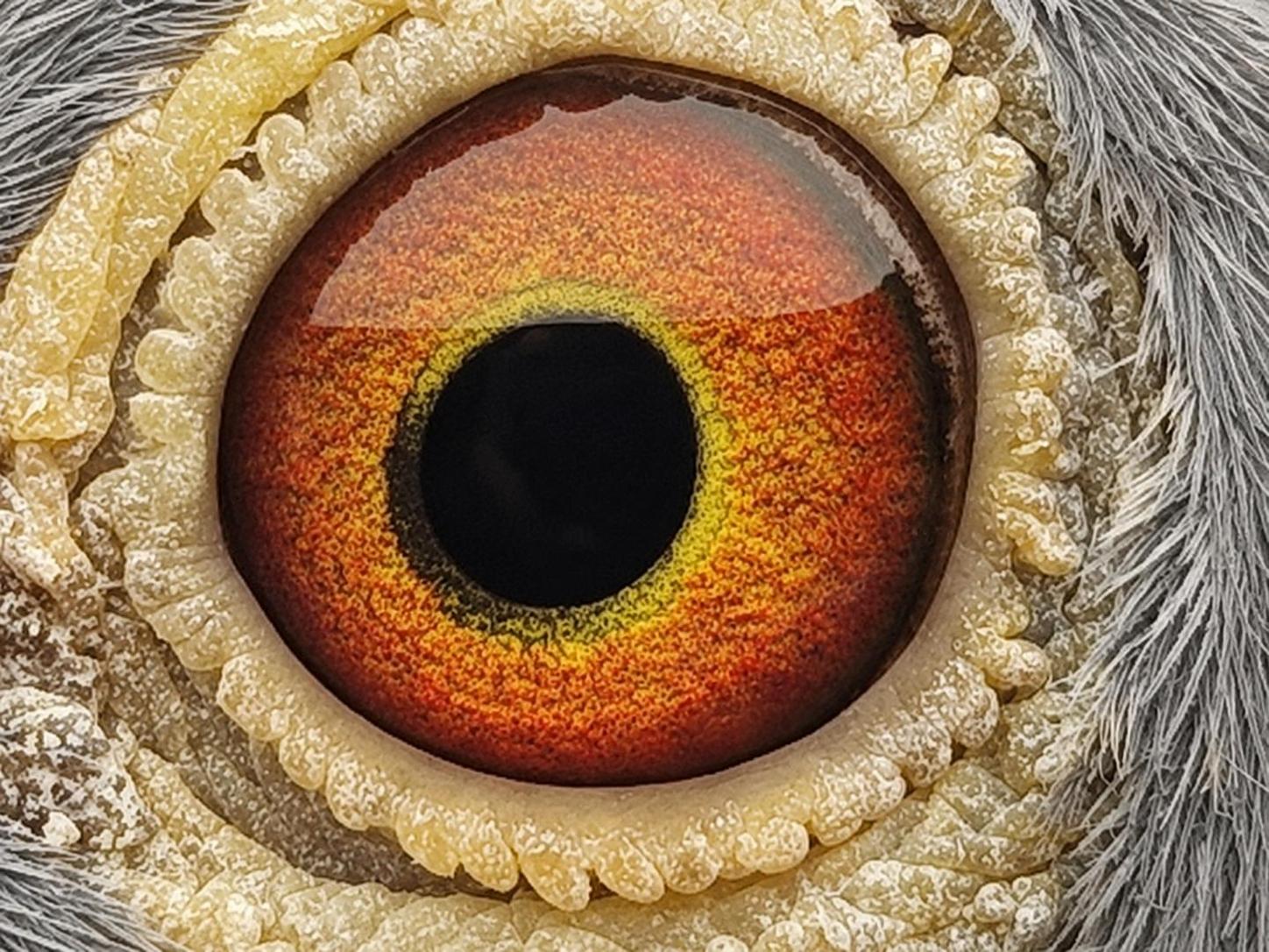 Pigeon eye